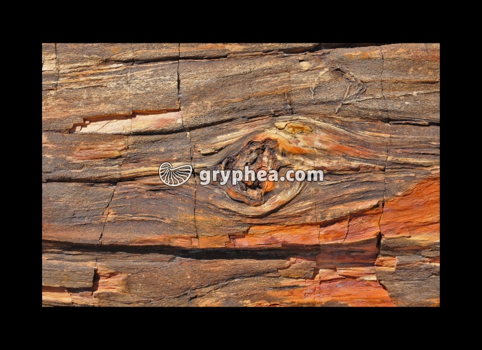 Petrified tree (Petrified Forest NP, Arizona, USA) - gryphea.com